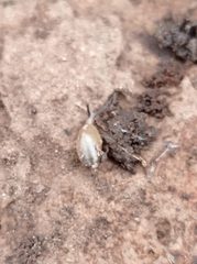 Madeirovitrina media