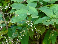 Sohmaea laxiflora