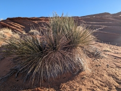 Yucca angustissima