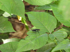 Protichneumon grandis