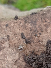 Madeirovitrina media