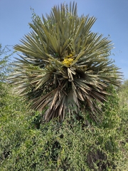 Trithrinax campestris