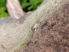 Madeirovitrina media