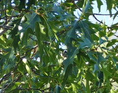 Quercus gravesii