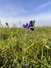Lupinus nanus