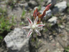 Allium kunthii