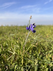 Lupinus nanus