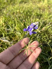 Lupinus nanus