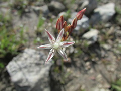 Allium kunthii