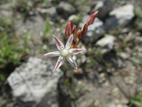 Allium longifolium, photograph 3