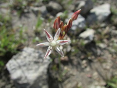 Allium kunthii