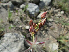 Allium kunthii