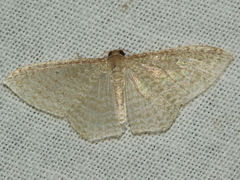 Poecilasthena pulchraria