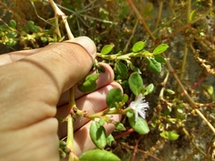 Trianthema portulacastrum