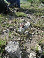 Allium kunthii