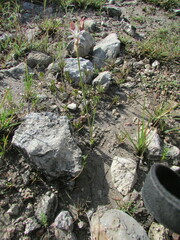 Allium kunthii
