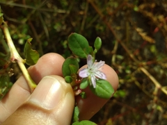 Trianthema portulacastrum