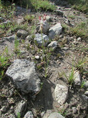 Allium kunthii