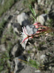 Allium kunthii