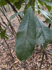 Magnolia grandiflora