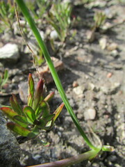 Allium kunthii