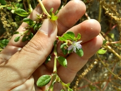 Trianthema portulacastrum