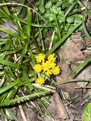 Tauschia texana