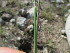 Allium kunthii