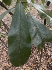 Cartrema americana