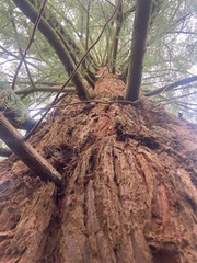 Sequoia sempervirens