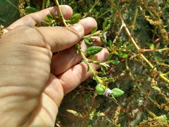 Trianthema portulacastrum