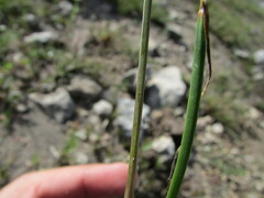 Allium kunthii