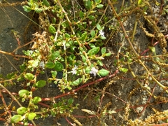 Trianthema portulacastrum