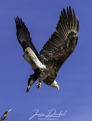 Haliaeetus leucocephalus
