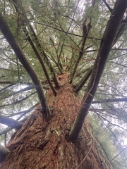 Sequoia sempervirens
