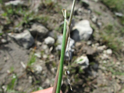Image of Allium kunthii by (c) Carlos Martorell, some rights reserved (CC BY)