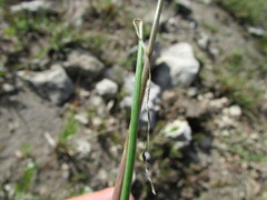Allium kunthii