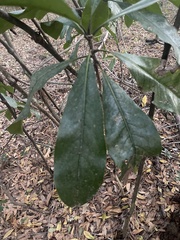 Cartrema americana