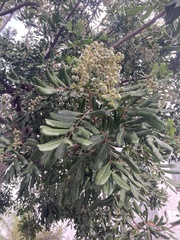 Cupaniopsis anacardioides