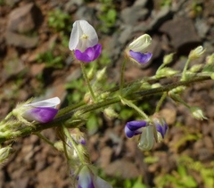 Sohmaea laxiflora