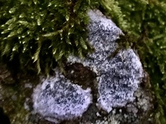 Arthonia radiata