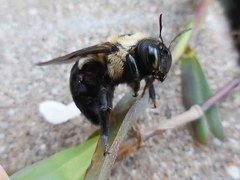Xylocopa virginica texana