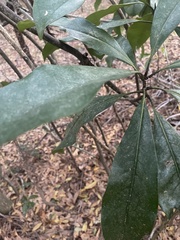 Cartrema americana