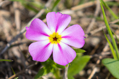 Phlox roemeriana