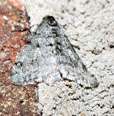 Phigalia strigataria