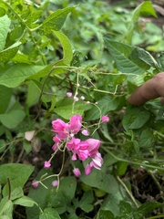 Antigonon