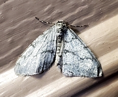 Phigalia strigataria