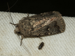 Proteuxoa bistrigula