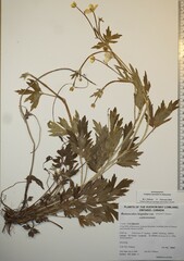 Ranunculus hispidus caricetorum