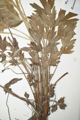 Ranunculus hispidus caricetorum